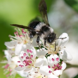 Wild- und Honigbienen