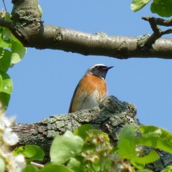 Vögel im Kleingarten