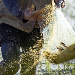 Umwelt- und bedarfsgerechte Düngung im Garten