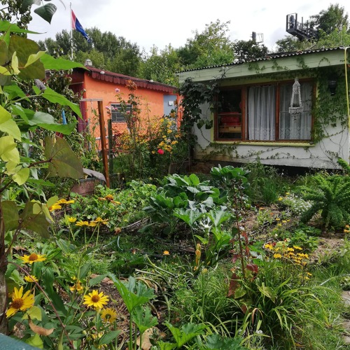 Gemüseanbau im Garten - Nutzung der Mischkultur