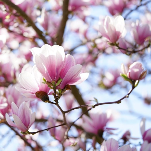 Schnitt von Zier- und Obstgehölzen (Praxis)