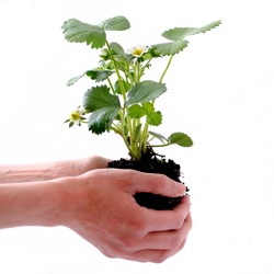 Informationsveranstaltung für Gartenfachberater im Pflanzenschutzamt