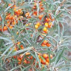 Obstweinbereitung - Früchteverarbeitung aus dem Kleingarten