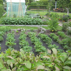 Gemüseanbau im Garten - Nutzung der Mischkultur