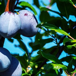 Schnitt eines Plaumenbaumes