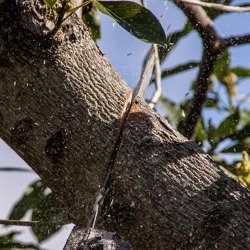 Obstbaumschnitt