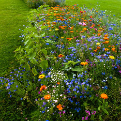 Ein- und zweijährige Sommerblumen für die Verwendung im Kleingarten - auch unter dem Aspekt insektenfreundlich